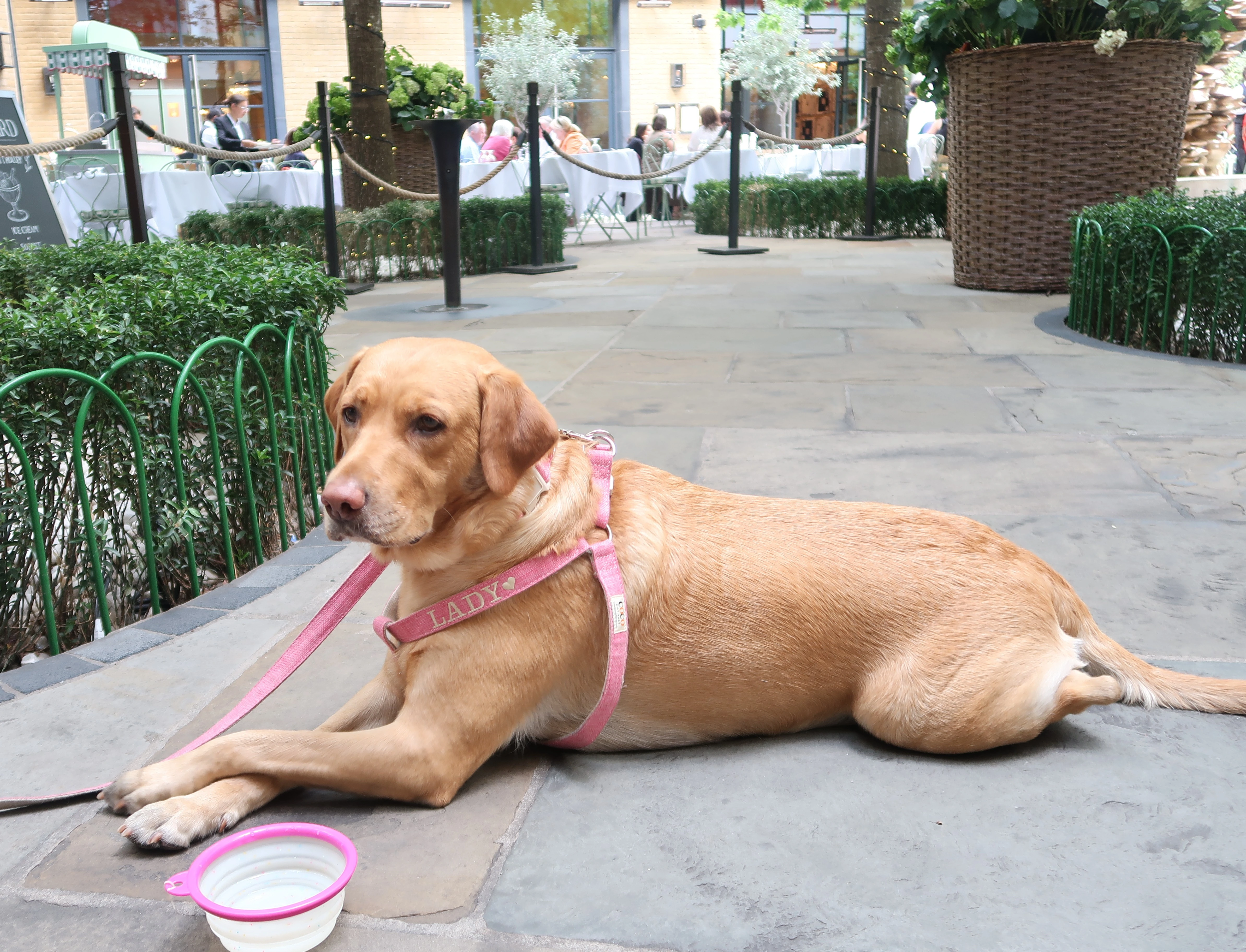 Lady with water bowl