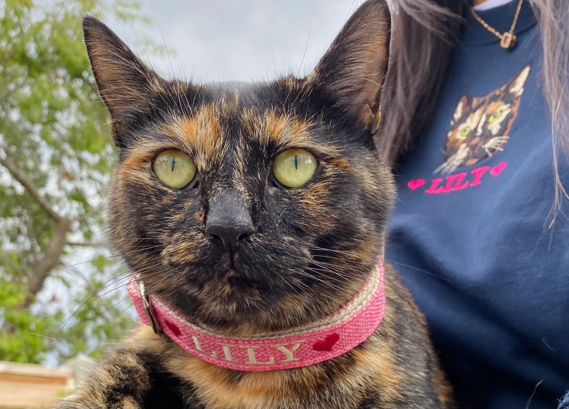 Lily the cat